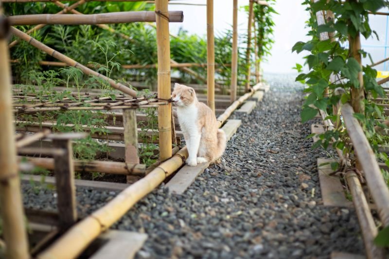 Garden with Cantaloupe